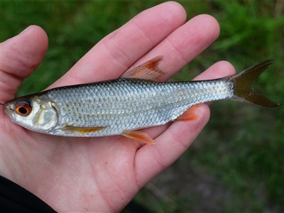 Skalle (Rutilus rutilus) Fanget ved medefiskeri.  Østjylland, (sted ikke oplyst) (Sø / mose) skallefiskeri, sølv, regnorm, majs, brød, fredfisk