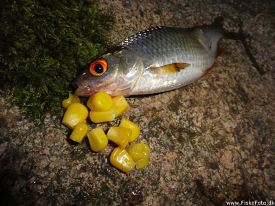 Skalle (Rutilus rutilus) Fanget ved medefiskeri. En af turens små gråskaller. Østjylland, Privat mose (Sø / mose) skallefiskeri, sølv, regnorm, majs, brød, fredfisk