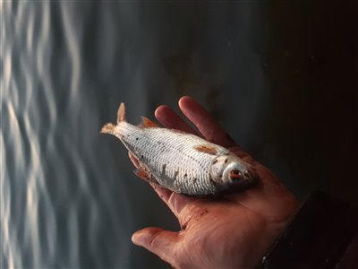 Skalle (Rutilus rutilus) Fanget ved medefiskeri. 
Denne skalle blev genudsat. Østjylland, (sted ikke oplyst) (Sø / mose) skallefiskeri, sølv, regnorm, majs, brød, fredfisk