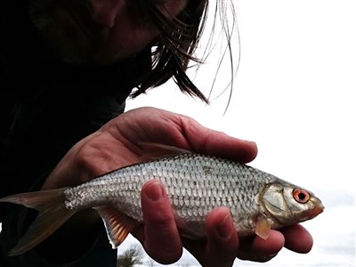 Skalle (Rutilus rutilus) Fanget ved medefiskeri.  Syd- og Sønderjylland, (sted ikke oplyst) (Sø / mose) skallefiskeri, sølv, regnorm, majs, brød, fredfisk