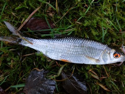Skalle (Rutilus rutilus) Fanget ved medefiskeri.  Østjylland, tilløb til Gudenåen (Å / bæk) skallefiskeri, sølv, regnorm, majs, brød, fredfisk