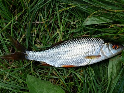 Skalle (Rutilus rutilus) Fanget ved medefiskeri.  Østjylland, (sted ikke oplyst) (Sø / mose) skallefiskeri, sølv, regnorm, majs, brød, fredfisk