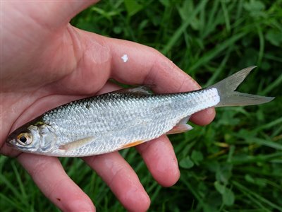 Skalle (Rutilus rutilus) Fanget ved medefiskeri. En god størrelse til aborrefiskeriet. Østjylland, privat sø (Sø / mose) skallefiskeri, sølv, regnorm, majs, brød, fredfisk