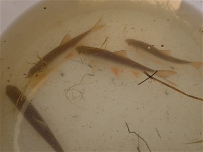 Skalle (Rutilus rutilus) Fanget ved medefiskeri.  Østjylland, privat sø (Sø / mose) skallefiskeri, sølv, regnorm, majs, brød, fredfisk