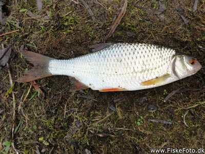 Skalle (Rutilus rutilus) Fanget ved medefiskeri.  Østjylland, privat sø (Sø / mose) skallefiskeri, sølv, regnorm, majs, brød, fredfisk