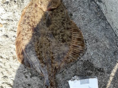 Skrubbe (Platichthys flesus) Fanget ved medefiskeri. 
Denne skrubbe blev hjemtaget. Østjylland, (sted ikke oplyst) (Hav) skrubbefiskeri, fladfisk, børsteorm, sild, sandorm, sandigler, tobis