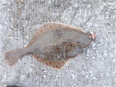 Skrubbe (Platichthys flesus) Fanget ved medefiskeri. Denne skrubbe blev hjemtaget. Østjylland, Bønnerup Havn (Havn / mole) skrubbefiskeri, fladfisk, børsteorm, sild, sandorm, sandigler, tobis