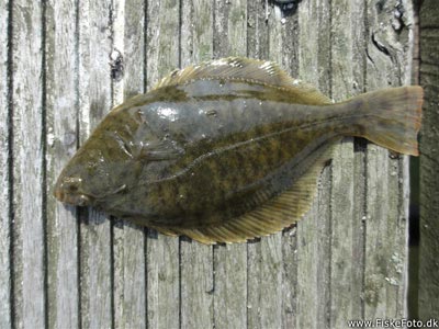 Skrubbe (Platichthys flesus) Fanget ved medefiskeri. En mindre skrubbe fra havnen. Vestjylland, Hvide Sande (Havn / mole) skrubbefiskeri, fladfisk, børsteorm, sild, sandorm, sandigler, tobis