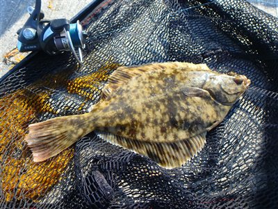 Skrubbe (Platichthys flesus) Fanget ved medefiskeri. 
Denne skrubbe blev genudsat. Østjylland, Bønnerup Havn (Havn / mole) skrubbefiskeri, fladfisk, børsteorm, sild, sandorm, sandigler, tobis