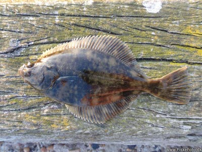 Skrubbe (Platichthys flesus) Fanget ved medefiskeri. En lille skrubbe. Vestjylland, Hvide Sande (Havn / mole) skrubbefiskeri, fladfisk, børsteorm, sild, sandorm, sandigler, tobis