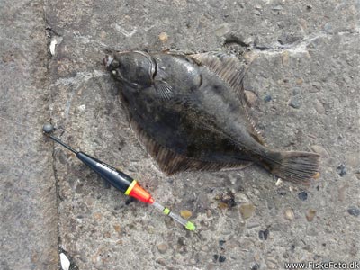 Skrubbe (Platichthys flesus) Fanget ved medefiskeri. 
Denne skrubbe blev hjemtaget. Østjylland, Århus Havn (Havn / mole) skrubbefiskeri, fladfisk, børsteorm, sild, sandorm, sandigler, tobis