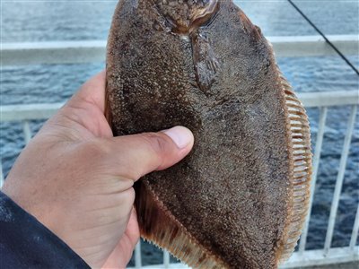 Skrubbe (Platichthys flesus) Fanget ved medefiskeri. 
Denne skrubbe blev hjemtaget. Vest- og Sydsjælland, Munkholmbroen (Havn / mole) skrubbefiskeri, fladfisk, børsteorm, sild, sandorm, sandigler, tobis
