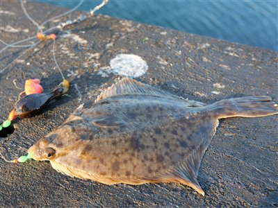 Skrubbe (Platichthys flesus) Fanget ved medefiskeri.  Bornholm, Hammerhavn (Havn / mole) skrubbefiskeri, fladfisk, børsteorm, sild, sandorm, sandigler, tobis