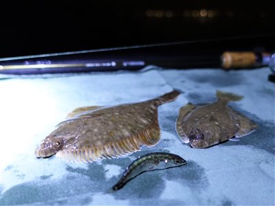 Skrubbe (Platichthys flesus) Fanget ved medefiskeri. 
Denne skrubbe blev genudsat. Østjylland, Lillebælt (Kyst) skrubbefiskeri, fladfisk, børsteorm, sild, sandorm, sandigler, tobis