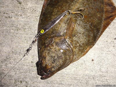 Skrubbe (Platichthys flesus) skrubbefiskeri, fladfisk, børsteorm, sild, sandorm, sandigler, tobis, 