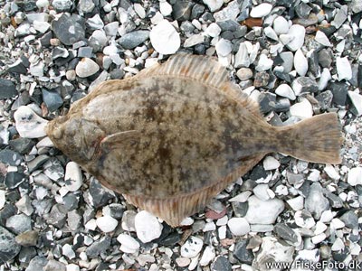 Skrubbe (Platichthys flesus) Fanget ved medefiskeri.  Østjylland, Djursland (Havn / mole) skrubbefiskeri, fladfisk, børsteorm, sild, sandorm, sandigler, tobis