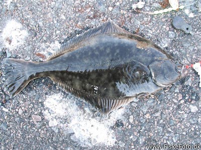 Skrubbe (Platichthys flesus) Fanget ved medefiskeri.  Vestjylland, Hvide Sande (Havn / mole) skrubbefiskeri, fladfisk, børsteorm, sild, sandorm, sandigler, tobis