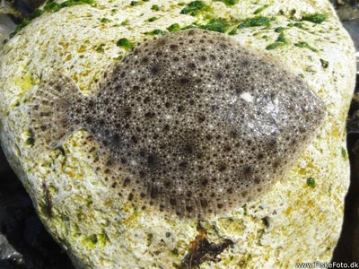 Slethvarre (Scophthalmus  rhombus) slethvarfiskeri, tobis, hornfisk, levende, trekrog, slethvar, rovplade