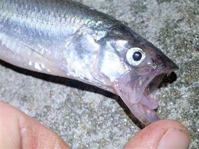 Smelt (Osmerus eperlanus) Fanget ved medefiskeri. Agurkefisken. Syd- og Sønderjylland, (sted ikke oplyst) (Havn / mole) smeltfiskeri