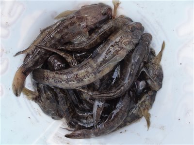 Sortkutling (Gobius niger) sortkutlingefiskeri, sort, regnorm, 