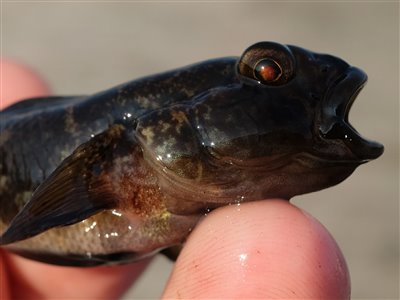 Sortkutling (Gobius niger) Fanget ved medefiskeri.  Østjylland, Bønnerup Havn (Havn / mole) sortkutlingefiskeri, sort, regnorm