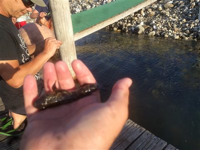 Sortkutling (Gobius niger) Fanget ved pirkefiskeri. Dette er min første sortkutling. Østjylland, Bønnerup Havn (Havn / mole) sortkutlingefiskeri, sort, regnorm