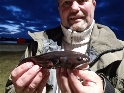 Sortvels (Raniceps raninus) Fanget ved medefiskeri. 
Denne sortvels blev genudsat. Østjylland, (sted ikke oplyst) (Havn / mole) sortvelsfiskeri, haletusse, regnorm, mole, høfde