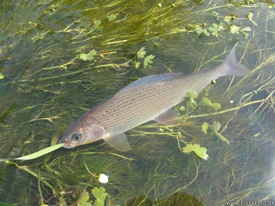 Stalling (Thymallus thymallus) stallingfiskeri, regnorm, laksefisk, gudenå, gudenåen, blåmand