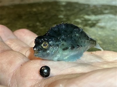 Stenbider (Cyclopterus lumpus) Fanget ved medefiskeri. 
Denne stenbider blev genudsat. Nordjylland, (sted ikke oplyst) (Havn / mole) stenbiderfiskeri, kaviar, røget