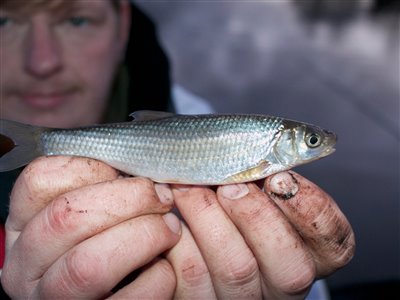Strømskalle (Leuciscus leuciscus) Fanget ved medefiskeri.  Vestjylland, (sted ikke oplyst) (Fjord) strømskallefiskeri, vestjylland, regnorm, å