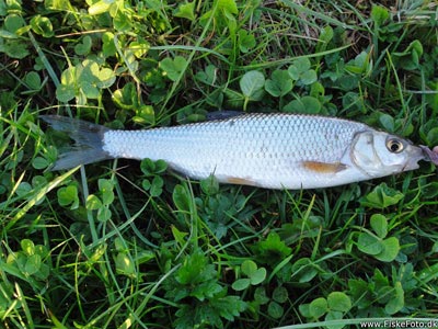 Strømskalle (Leuciscus leuciscus) Fanget ved medefiskeri. En lidt sjov og uventet fangst. En fin lille strømskalle. Vestjylland, Nissum fjord (Fjord) strømskallefiskeri, vestjylland, regnorm, å