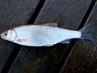 Strømskalle (Leuciscus leuciscus) Fanget ved medefiskeri.  Vestjylland, Falen Å (Å / bæk) strømskallefiskeri, vestjylland, regnorm, å
