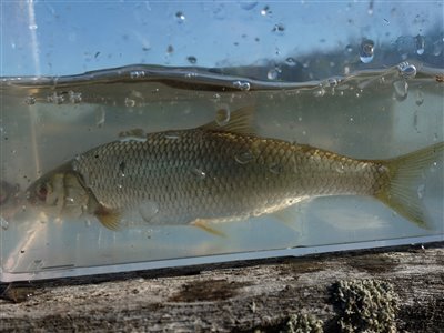 Strømskalle (Leuciscus leuciscus) Fanget ved medefiskeri.  Vestjylland, Nissum fjord (Fjord) strømskallefiskeri, vestjylland, regnorm, å