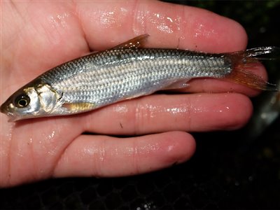 Strømskalle (Leuciscus leuciscus) Fanget ved medefiskeri. Et par små strømskaller blev det også til. Vestjylland, Nissum fjord (Fjord) strømskallefiskeri, vestjylland, regnorm, å