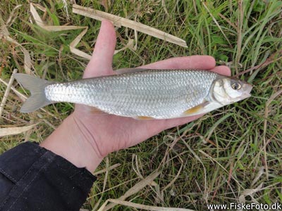Strømskalle (Leuciscus leuciscus) strømskallefiskeri, vestjylland, regnorm, å, 