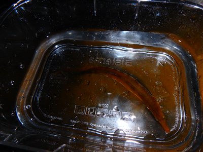 Tangsnarre (Spinachia spinachia) Fanget ved medefiskeri. 
Denne tangsnarre blev genudsat. Østjylland, (sted ikke oplyst) (Kyst) tangsnarrefiskeri