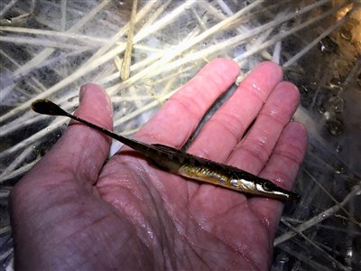 Tangsnarre (Spinachia spinachia) Fanget ved medefiskeri. 
Denne tangsnarre blev genudsat. Østjylland, Lillebælt (Kyst) tangsnarrefiskeri
