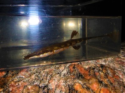 Tangsnarren i akvariet. Alle fiskene blev fanget med min lille Veritas 2,3 fods isfiskestang, som jeg også tidligere har taget ex. Stenbider på.
