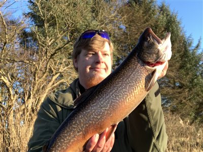 Tigerørred (Salmo trutta x Salvelinus fontinalis) Fanget ved spinnefiskeri.  Vestjylland, (sted ikke oplyst) (Put & Take) tigerørredfiskeri, dambrug, put and take, krydsning, bækørred, kildeørred