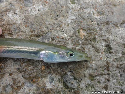 Tobis (plettet tobiskonge) (Hyperoplus lanceolatus) Fanget ved spinnefiskeri. En god agntobis. Østjylland, Djursland (Havn / mole) tobisfiskeri, sildeforfang, tobisforfang, tobis, agn