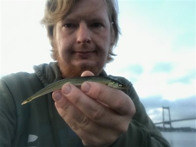 Tobis (kysttobis) (Ammodytes tobianus) Fanget ved spinnefiskeri. 
Denne tobis (kysttobis) blev hjemtaget. Østjylland, (sted ikke oplyst) (Havn / mole) tobisfiskeri, agn, sildeforfang, tobisforfang