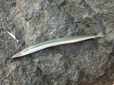 Tobis (plettet tobiskonge) (Hyperoplus lanceolatus) Fanget ved spinnefiskeri.  Vestjylland, Thorsminde (Havn / mole) tobisfiskeri, sildeforfang, tobisforfang, tobis, agn