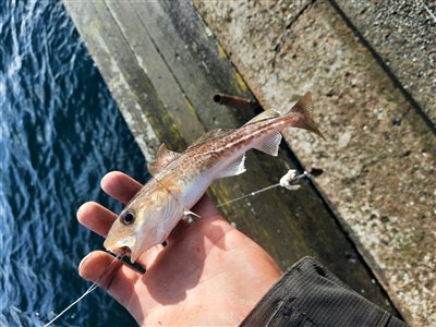 Torsk (Gadus morhua) Fanget ved medefiskeri. 
Denne torsk blev genudsat. Østjylland, Lillebælt ved Fredericia (Havn / mole) torskefiskeri, blink, pilk, ophænger, blæksprutteforfang, nytårstorsk