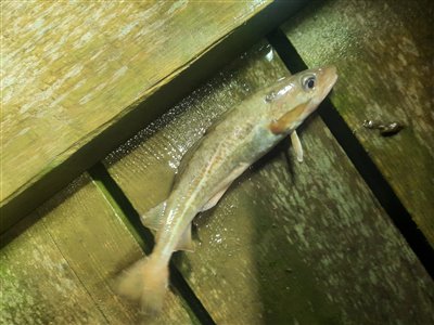 Torsk (Gadus morhua) Fanget ved medefiskeri. 
Denne torsk blev genudsat. Østjylland, Horsens Havn (Havn / mole) torskefiskeri, blink, pilk, ophænger, blæksprutteforfang, nytårstorsk