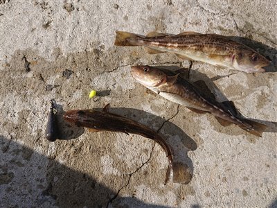 Torsk (Gadus morhua) Fanget ved medefiskeri. En trio af små flotte torsk kom også lige op og vende.
Denne torsk blev genudsat. Østjylland, Århus Havn (Havn / mole) torskefiskeri, blink, pilk, ophænger, blæksprutteforfang, nytårstorsk