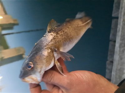 Torsk (Gadus morhua) Fanget ved medefiskeri. 
Denne torsk blev genudsat. Østjylland, (sted ikke oplyst) (Havn / mole) torskefiskeri, blink, pilk, ophænger, blæksprutteforfang, nytårstorsk