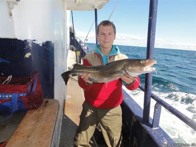 Torsk (Gadus morhua) Fanget ved pirkefiskeri. En af de største torsk jeg fik. Ca. 2 - 3 kilo.
Denne torsk blev hjemtaget. Vestjylland, Gule Rev (Hav) torskefiskeri, blink, pilk, ophænger, blæksprutteforfang, nytårstorsk