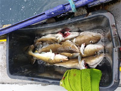 Torsk (Gadus morhua) Fanget ved pirkefiskeri. 
Disse torsk blev hjemtaget. Nordjylland, Gule rev (Hav) torskefiskeri, blink, pilk, ophænger, blæksprutteforfang, nytårstorsk