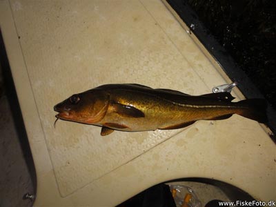 Torsk (Gadus morhua) Fanget ved pirkefiskeri. En flot gylden torsk på omkring 40 - 45 cm.
Denne torsk blev hjemtaget. Østjylland, Båd ud for Århus Havn (Hav) torskefiskeri, blink, pilk, ophænger, blæksprutteforfang, nytårstorsk
