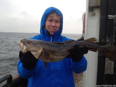Torsk (Gadus morhua) Fanget ved spinnefiskeri. PR :) 
Denne torsk blev hjemtaget. Nordsjælland, Øresund (Hav) torskefiskeri, blink, pilk, ophænger, blæksprutteforfang, nytårstorsk